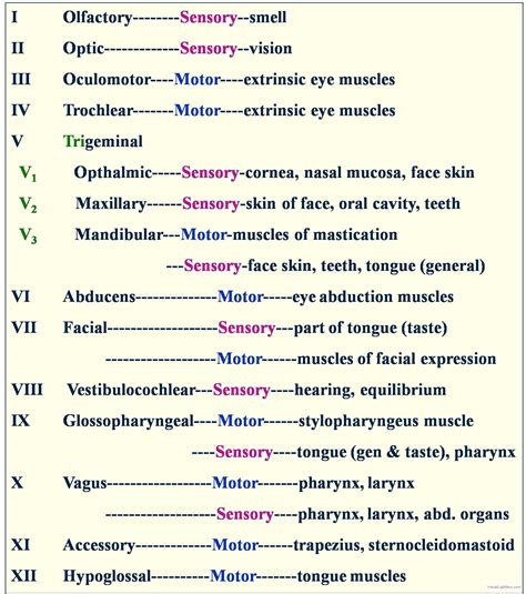 List Of Cranial Nerves Mnemonic