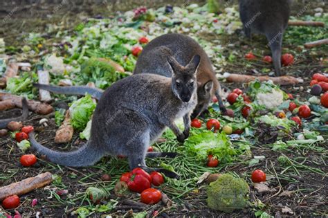 Premium Photo | Kangaroo eating vegetables