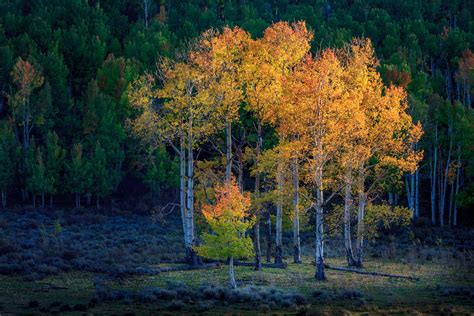 Aspens trees in Colorado. | Landscape photography, Aspen trees, Landscape