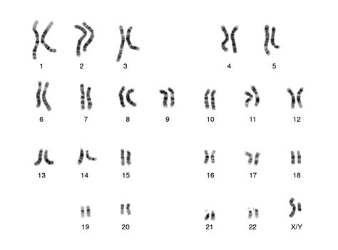 Mengenal Pola-pola Hereditas - Materi Biologi Kelas 12 58