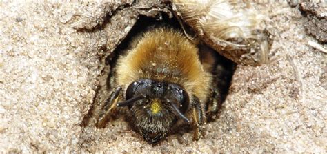 Digger Bees: Appearance, Common Traits & Behavior | BeehiveHero