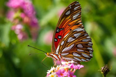 butterfly, Nature, Insects, Macro, Zoom, Close up, Wallpaper Wallpapers HD / Desktop and Mobile ...