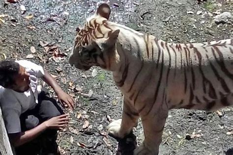 Man mauled to death by white tiger 'after falling into enclosure at zoo' - World News - Mirror ...