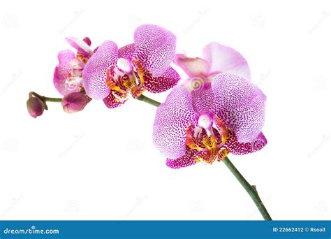 Pink orchid stock photo. Image of leaf, orchids, color - 22662412