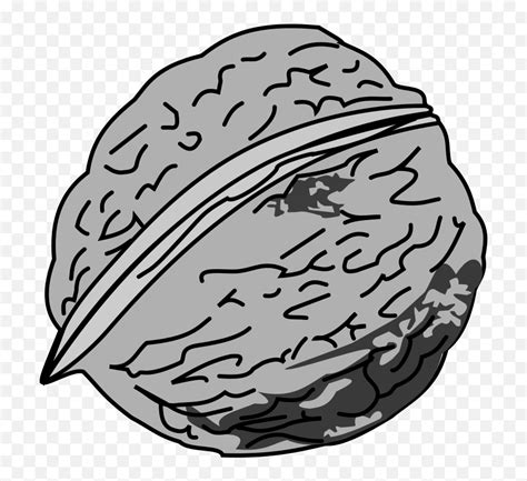 Oak - Outline Image Of Walnut Emoji,Walnut Emoji - free transparent emoji - emojipng.com