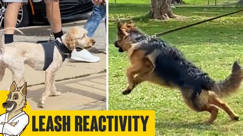 Leash Reactive - Leash Aggressive Dog Training - Robert Cabral