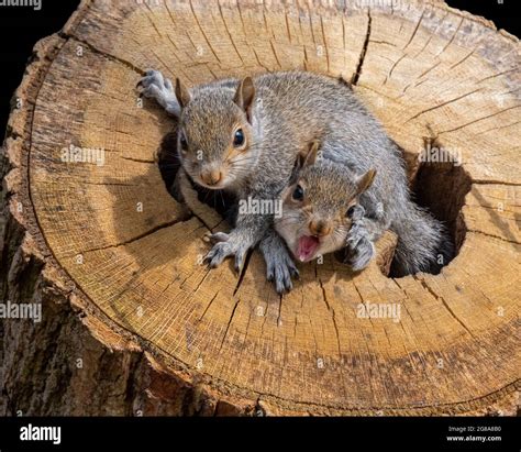 Baby squirrels nest hi-res stock photography and images - Alamy