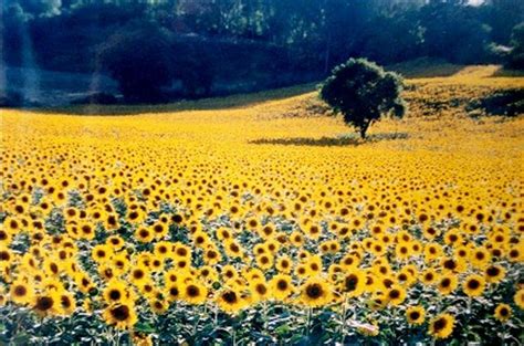 Tuscany Sunflowers Tutti | Sunflower fields, Tuscany, Tuscany italy