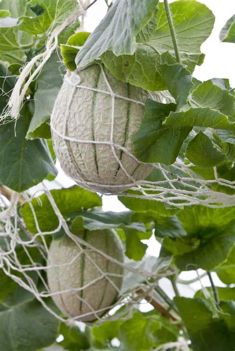 How To Grow Cantaloupe: 6 Growing Tips - Growfully