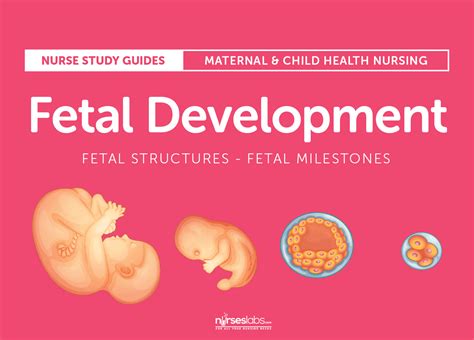 Fetal Development: Structures and Milestones