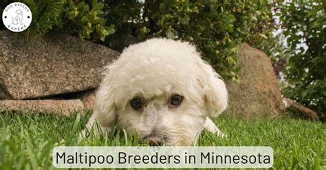 Maltipoo Breeders in Minnesota | List Of 5 Local Breeders