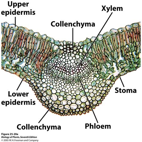 Susunan Jaringan pada Daun (Folium) Tumbuhan Dikotil | de Biology