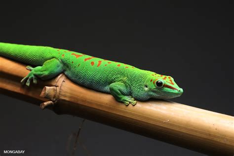 MADAGASCAR LIZARDS for Kids