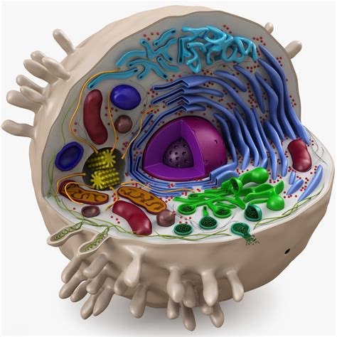 Animal Cell Diagram 3d Model