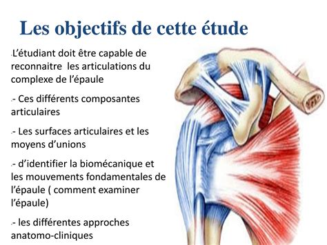 SOLUTION: anatomie de l epaule and shoulder anatomy - Studypool