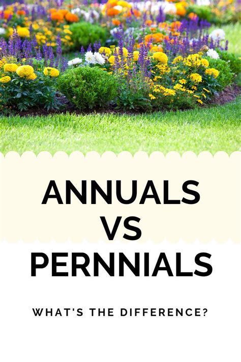 Annuals versus Pernnials | Annuals vs perennials, Plants, Perennials