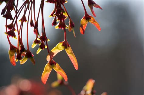 red sunset red maple seeds | Alan McClelland | Flickr