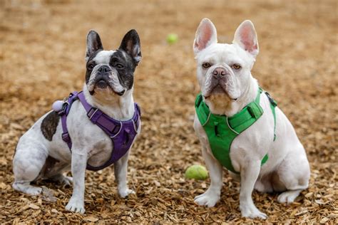 Best French Bulldog Mixes: 13 Awesome Breeds to Consider