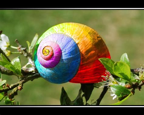 Ever seen a Rainbow Snail? by Lohfi on DeviantArt