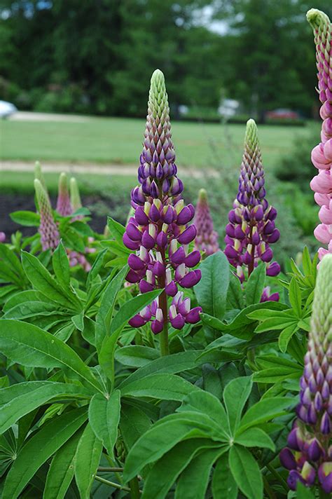 Russell Blue Lupine (Lupinus 'Russell Blue') in Edmonton St Albert Sherwood Park Stony Plain ...