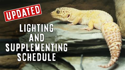 Leopard Gecko Lighting & Supplements | WHAT I DO & USE | UPDATED - YouTube