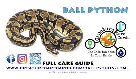 ballpython