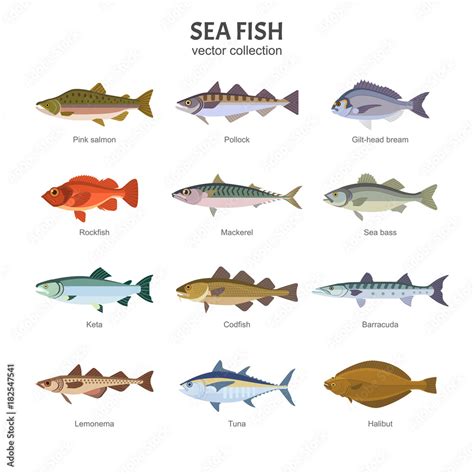 Sea fish set. Vector illustration of different types of saltwater fish ...