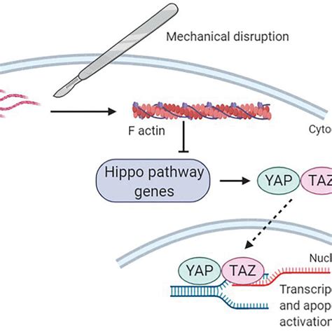 The Hippo signaling pathway. | Download Scientific Diagram