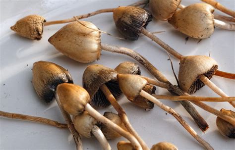 Liberty Cap Identification - Mushroom Hunting and Identification ...