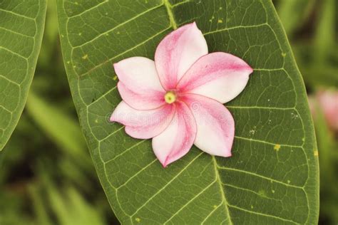 Thai temple Flower stock image. Image of drop, flower - 46114091