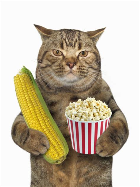 Can Cats Eat Popcorn? Story - The Discerning Cat