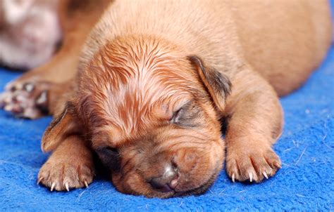 Puppyhood: What to Expect as a Newborn to 2 Weeks | Dog Ownership | Wag!