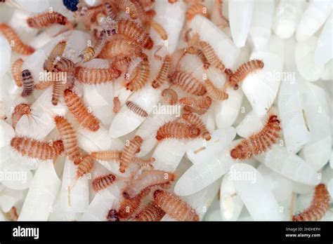 Larvae of Khapra beetle (Trogoderma granarium) on rice grains. Dermestidae family pest of stored ...