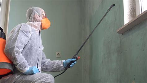 Benefits of Hiring a Mold Removal Company