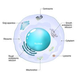 Mitochondria Animal Cell