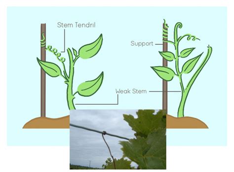 Tropic Movements in Plants - 6 Types with Examples - CBSE Class Notes ...