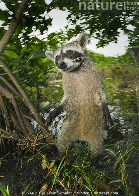 Nature Picture Library Pygmy Raccoon (Procyon pygmaeus) standing ...