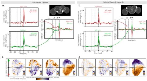 Neural activity in the pre-motor center precedes changes in velocity ...