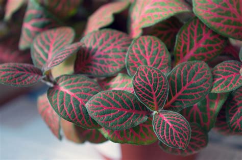 How To Care For A Fittonia Plant? — Plants & House