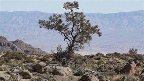 Climate change threatens Sonoran Desert plants, new study finds