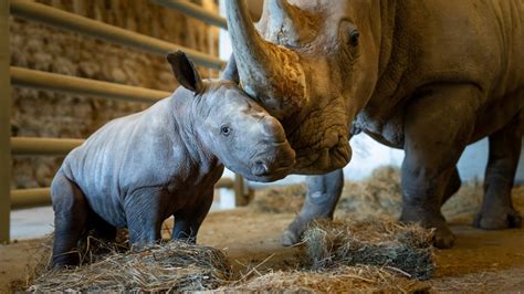 Baby white rhino born at The Wilds | 10tv.com