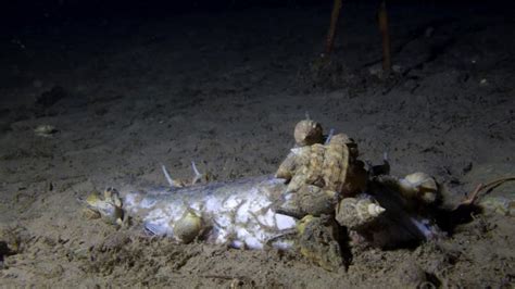 Titanic Underwater Bodies ~ Shocking: Human Remains Found Near Titanic Wreck - Geekologie - lis ...