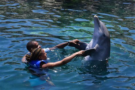 Swimming with Dolphins in Mexico | Dream vacations, Vacation, Mexico