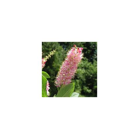 Clethra alnifolia 'pink spire'