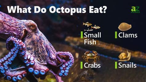 What Do Octopus Eat? - IMP WORLD