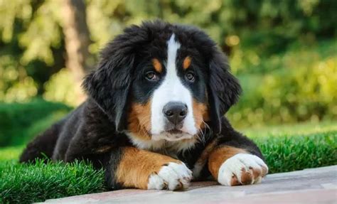 How to Train Bernese Mountain Dogs - The Tech Edvocate