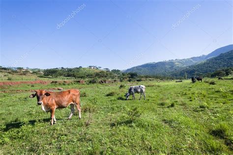 Cows Animals Valley — Stock Photo © ChrisVanLennepPhoto #65462299