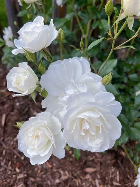 Floribunda Roses: The Ultimate Guide To Everything You Need To Know - [Updated January 2025 ]