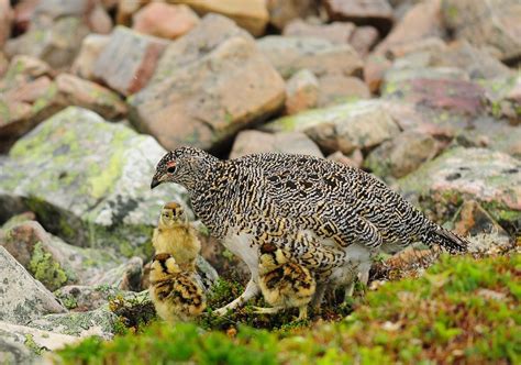 Gros Morne Protects Young Wildlife With Annual Closure