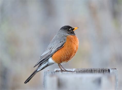 Portage Bird Count - PortageOnline.com - Local news, Weather, Sports, Free Classifieds and Job ...